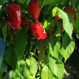 IMG_20240901_144251