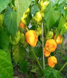 IMG_20240906_163015_1