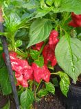 IMG_20240906_163219_1
