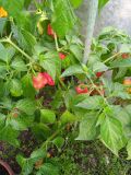 IMG_20240906_163446_1