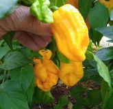 IMG_20240906_163530_1