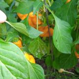 IMG_20240906_163711
