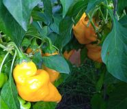 IMG_20240906_163741