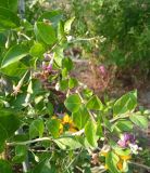 IMG_20240906_163901