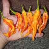 IMG_20240911_230237