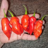 IMG_20240911_225933