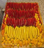 IMG_20240803_065831