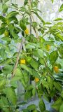 IMG_20240921_094246