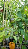 IMG_20240921_094531