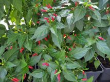 IMG_20240929_124647