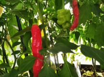IMG_20240929_125106