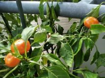 IMG_20240929_124729