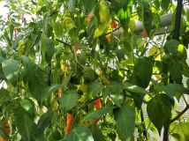 IMG_20240929_124843