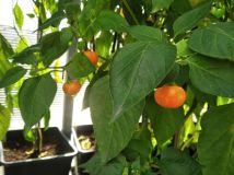 IMG_20240929_124850