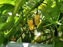 IMG_20240929_124913
