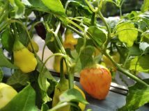 IMG_20240929_124950