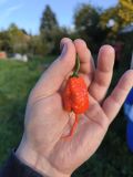 IMG_20241013_171429