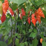 IMG_20241014_163521
