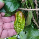 IMG_20241014_163433