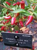 IMG_20241012_133531
