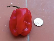 IMG_20241015_175544