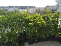 IMG_20241019_150331