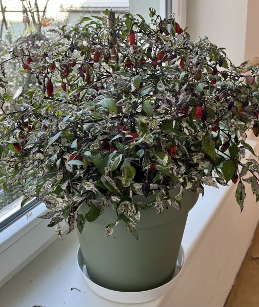 Variegata