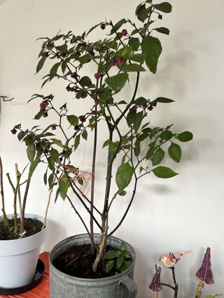 Cheiro roxa