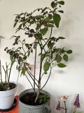 Cheiro roxa