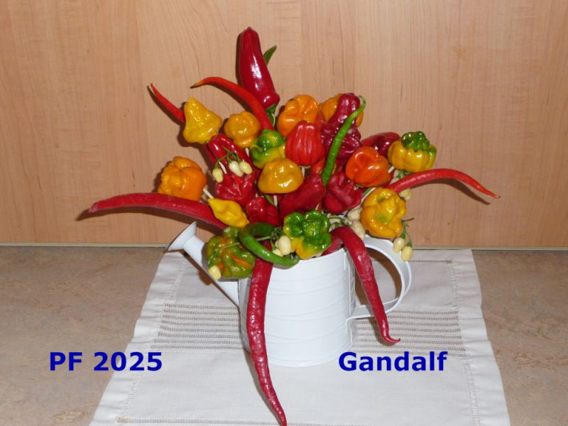pf 2025_3