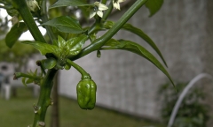 Habanero baby red  6/2012