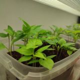 IMG_20250314_083358