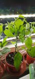 IMG_20250326_191218_604
