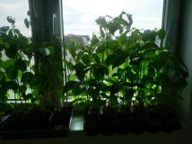 IMG_20250521_183657