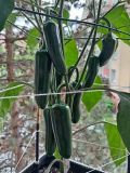 IMG_20250601_105429