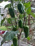 IMG_20250601_105524