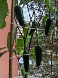 IMG_20250601_105541