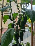 IMG_20250601_105613