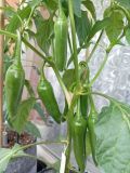 IMG_20250601_142243