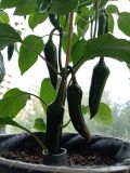 IMG_20250601_142329