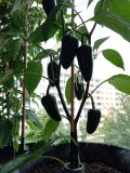 IMG_20250601_142346