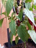 IMG_20250601_142600