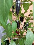 IMG_20250601_142615