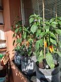 IMG_20250618_073332