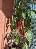 IMG_20250618_073340