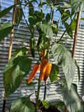 IMG_20250618_073353