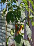 IMG_20250618_073357