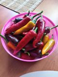 IMG_20250618_074227