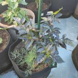 IMG_20250630_090238
