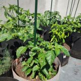 IMG_20250628_111522